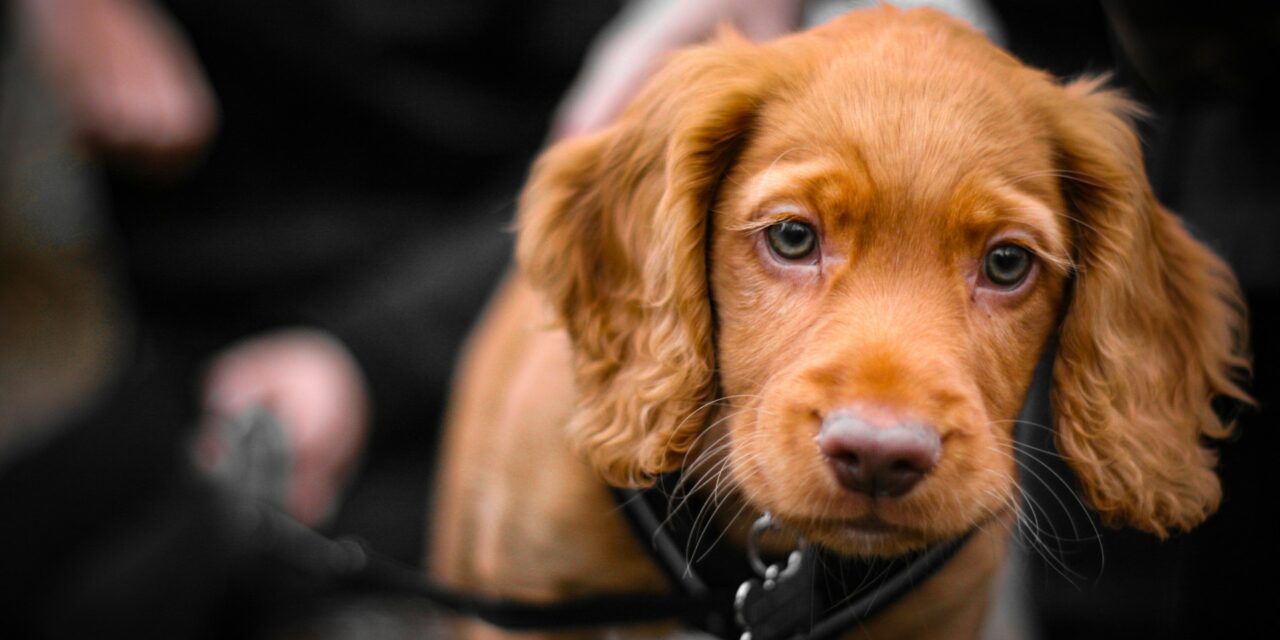 The Best Way to Choose the Right Puppy From a Litter