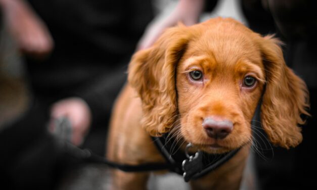 The Best Way to Choose the Right Puppy From a Litter